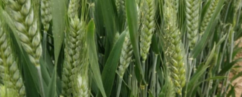 小麦苗期叶片发黄干枯是什么原因，小麦苗期可以打什么药