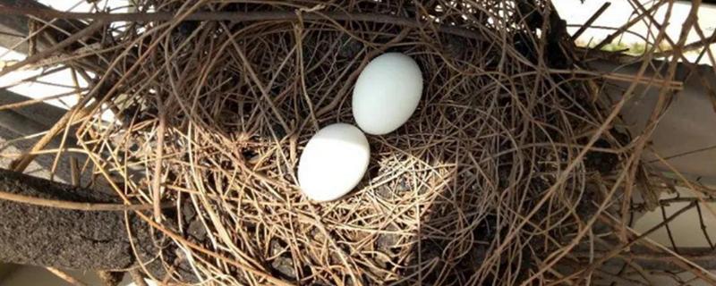斑鸠一窝下几个蛋，斑鸠的寿命是多少年
