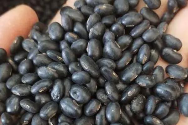 黑豆种植方法及种植时间