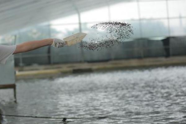 黄辣丁鱼的养殖条件和技术