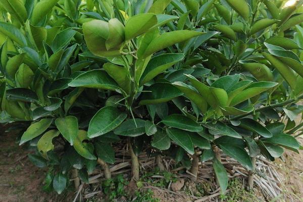 沙田柚种植技术和管理