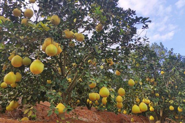 沙田柚种植技术和管理