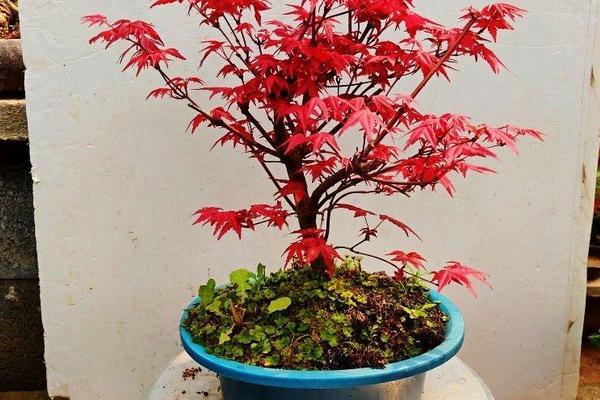 盆栽日本红枫的养殖方法和注意事项