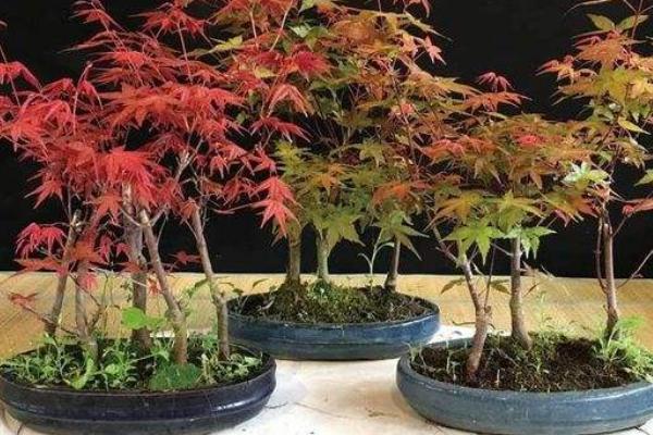 盆栽红枫树种植方法和注意事项