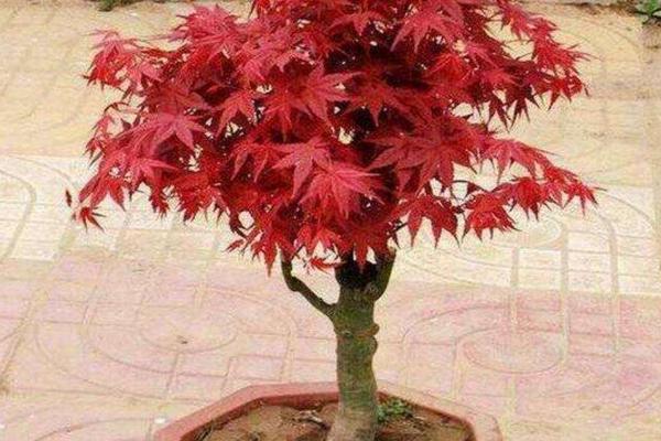 盆栽红枫树种植方法和注意事项