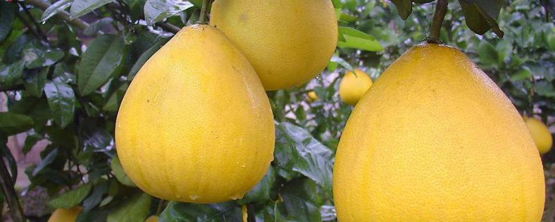 蜜柚和沙田柚的区别，柚子的种类有哪些