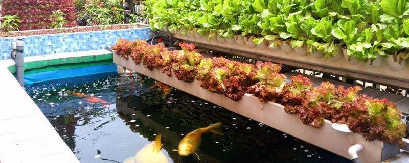 鱼菜共生水培蔬菜都能种什么，鱼菜共生是怎么做到的