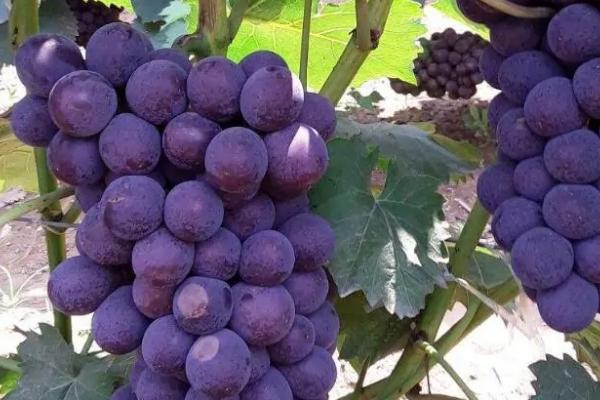 葡萄的生殖方式，附葡萄常见的品种