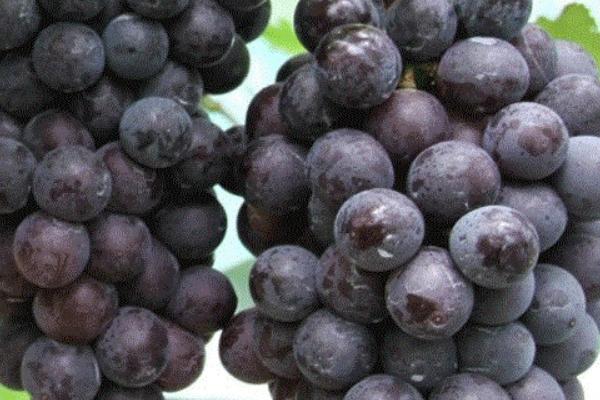 葡萄的生殖方式，附葡萄常见的品种