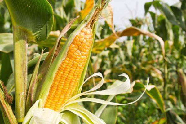 玉米一亩地能种多少棵，附玉米的种植方法