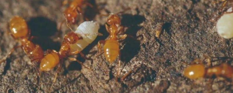 养蚂蚁用土还是沙子，养蚂蚁需要注意些什么