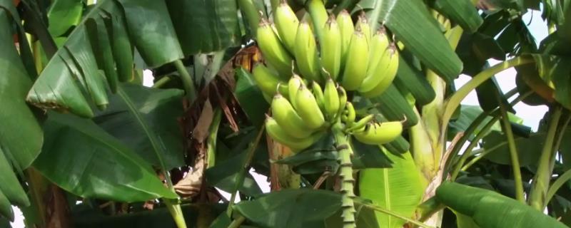 香蕉树生长在什么环境，香蕉树一年一种吗