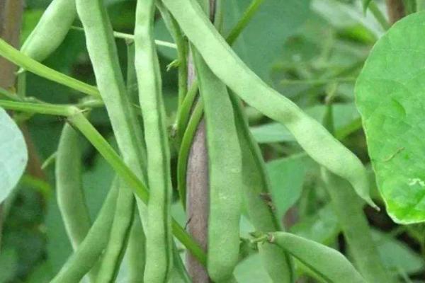 四季豆是芸豆吗，四季豆的种植方法