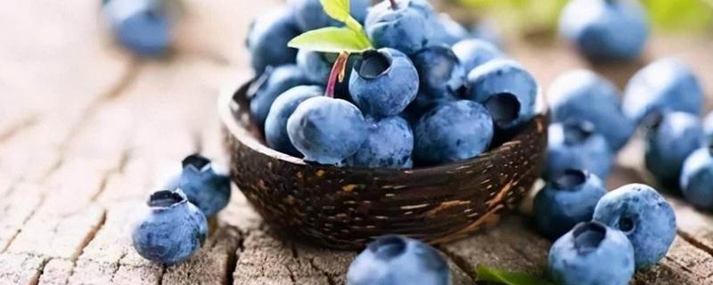 蓝莓大小有什么区别，蓝莓大颗的好吃还是小颗的好吃