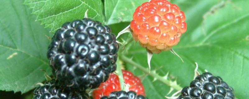 红树莓和黑树莓的区别，树莓的种子长在哪里