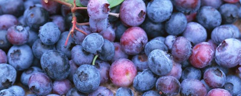 蓝莓如何授粉，一棵蓝莓自己能授粉吗