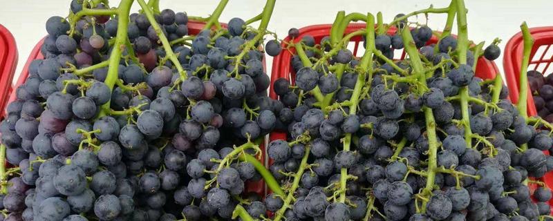蓝莓葡萄和夏黑葡萄的区别，蓝莓葡萄的产地在哪里