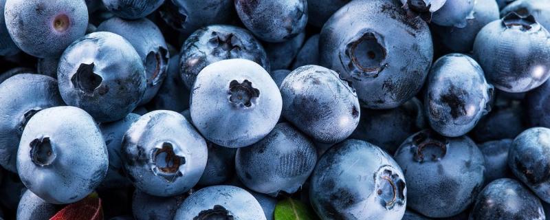 蓝莓季节是什么时候成熟，蓝莓适合哪些地区种植