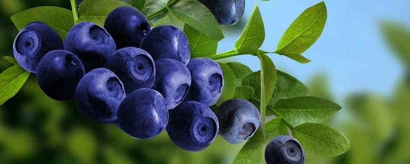蓝莓a级和b级区别，蓝莓的等级划分