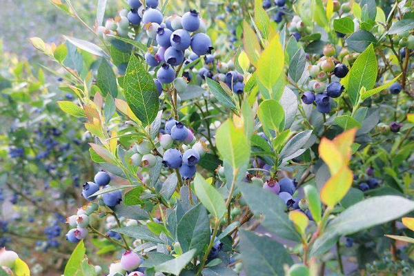 蓝莓的季节一般几月，蓝莓有几个品种