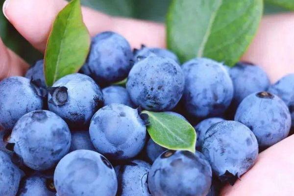 蓝莓的季节一般几月，蓝莓有几个品种