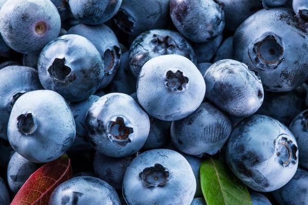 蓝莓栽培技术