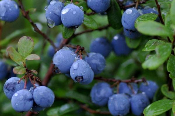 蓝莓栽培技术