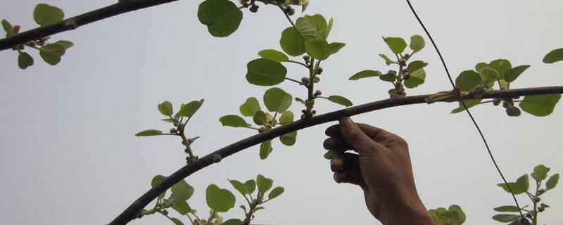 猕猴桃树怎么修剪，猕猴桃种植几年可以结果