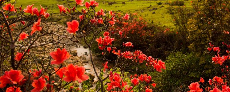 映山红和杜鹃是同一种花吗，映山红如何移栽