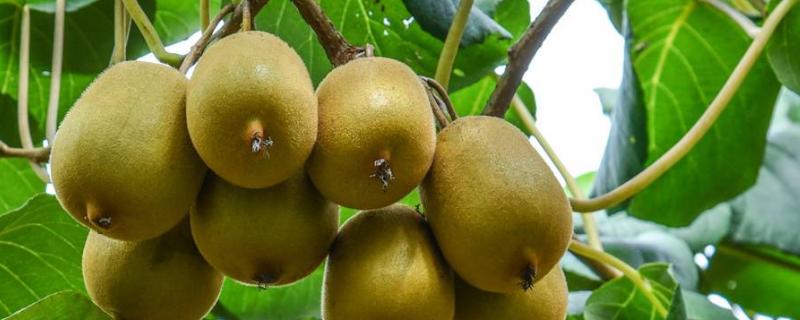 猕猴桃树苗种植方法，种植多久可以挂果