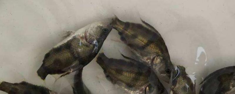 桂花鱼养殖条件，桂花鱼是淡水鱼还是海鱼