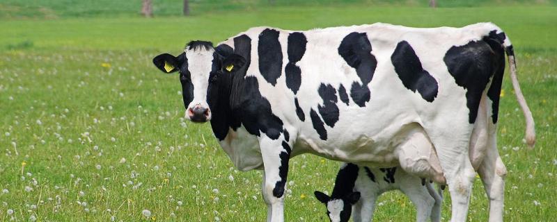 奶牛有角吗，奶牛是公牛还是母牛