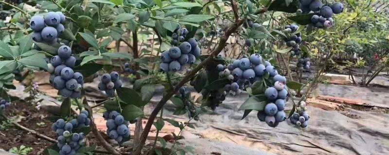 蓝莓新品种云雀和法新