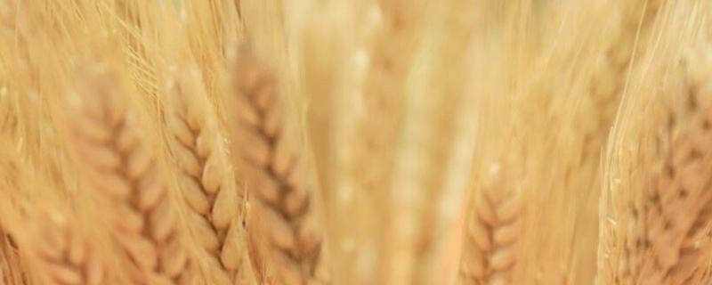 哪种作物播种范围更广小麦还是水稻，种植方法