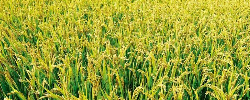 对水稻有特殊作用的元素，水稻种植方法