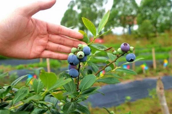蓝莓扦插繁殖技术，什么时候适合扦插