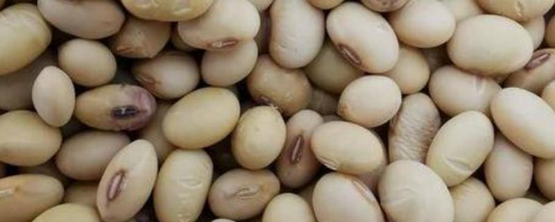 早黄豆种植时间和技术