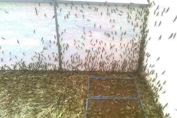 养蚂蚱一亩地几个大棚，附养殖方法