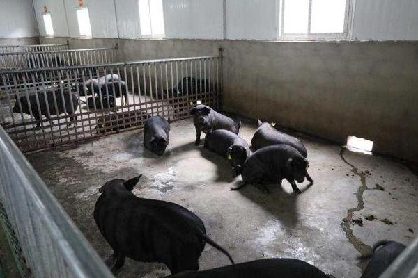 藏香猪的养殖技术
