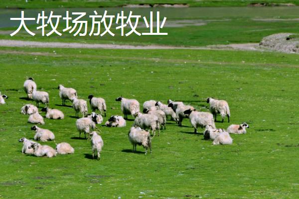 大牧场放牧业和乳畜业的区别