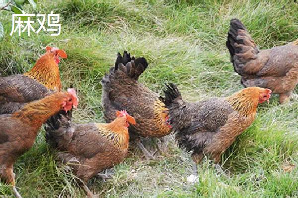 麻鸡养殖多少天出栏，和三黄鸡有什么区别