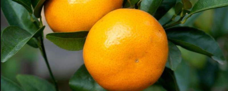 柑橘水纹病的防治，附症状及发病原因