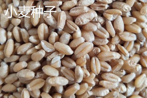 小麦种子和水稻种子贮存养料的结构分别是