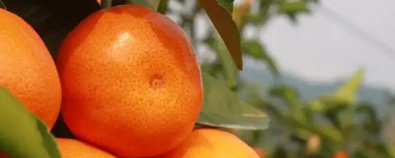 水分和温度哪个对柑橘影响大，柑橘常见的病虫害有哪些