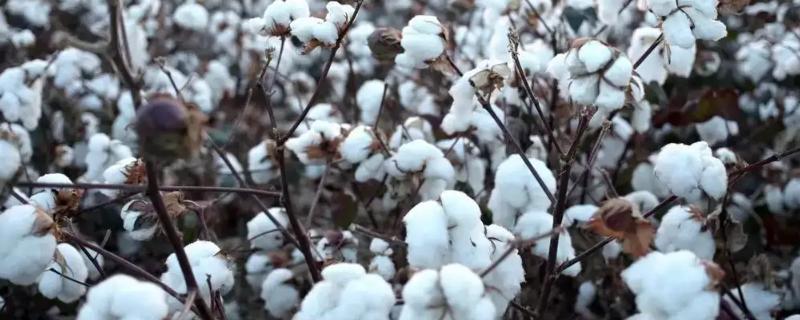 种植棉花的全过程，棉花几月采收