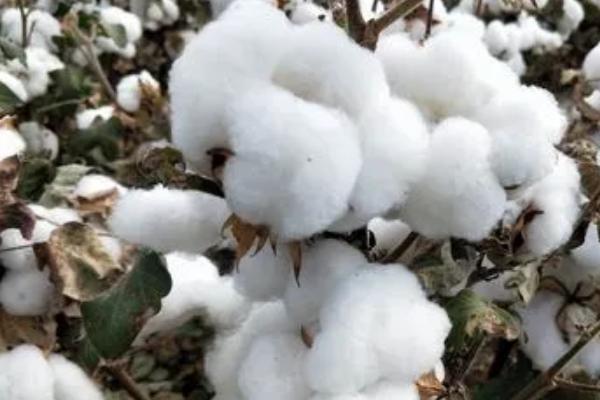种植棉花的全过程，棉花几月采收