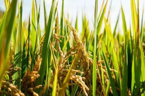 水稻是经济作物吗，水稻种植方法