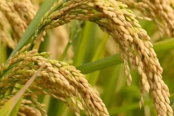 水稻是经济作物吗，水稻种植方法
