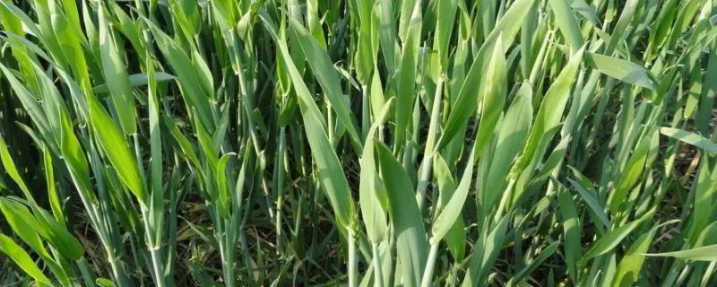 小麦苗肥能撒复合肥吗，小麦苗肥什么时间施