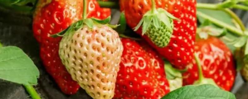 草莓专用肥是什么肥料，草莓施入氮磷钾肥的作用